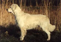 Golden retriever