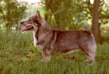 Vasgotaspets