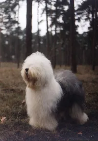 Old english sheepdog