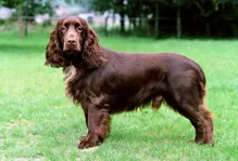 Field spaniel