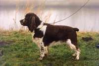 Engelse springer spaniel