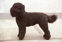 Barbet