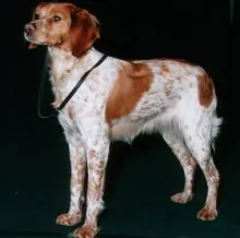 Epagneul breton