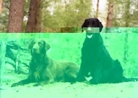 Flatcoated retriever