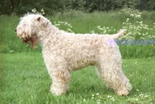 Ierse Softcoated Wheaten Terrier