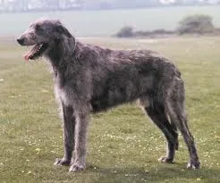 Ierse wolfshond