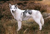 Siberische husky