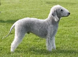 Bedlington terrier