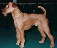 Ierse terrier