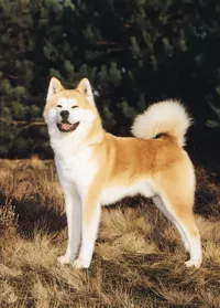 Akita