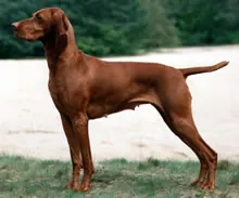 Viszla korthaar