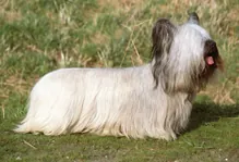 Skye terrier